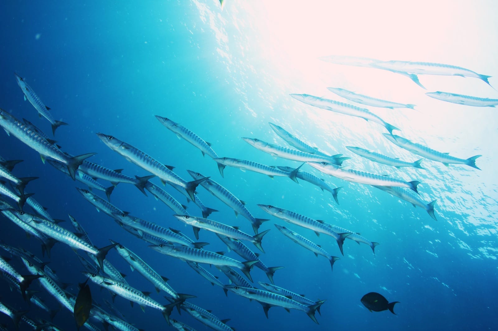 A school of barracuda swimming beneath the sunlit surface.