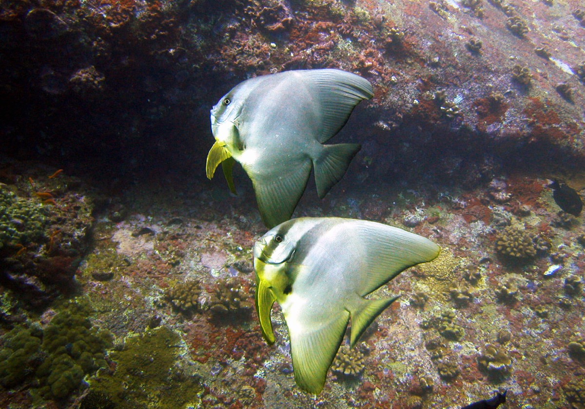 A pair of batfish swimming above a tropical reef.