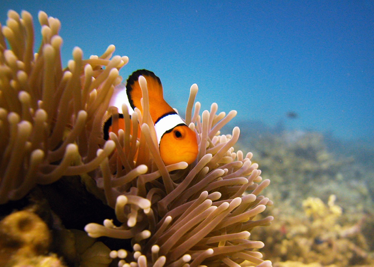 A clownfish resting among the tentacles of a sea anemone.