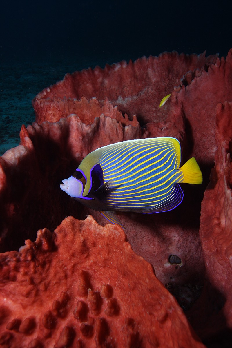 An emperor angelfish swimming beside a red sea sponge.