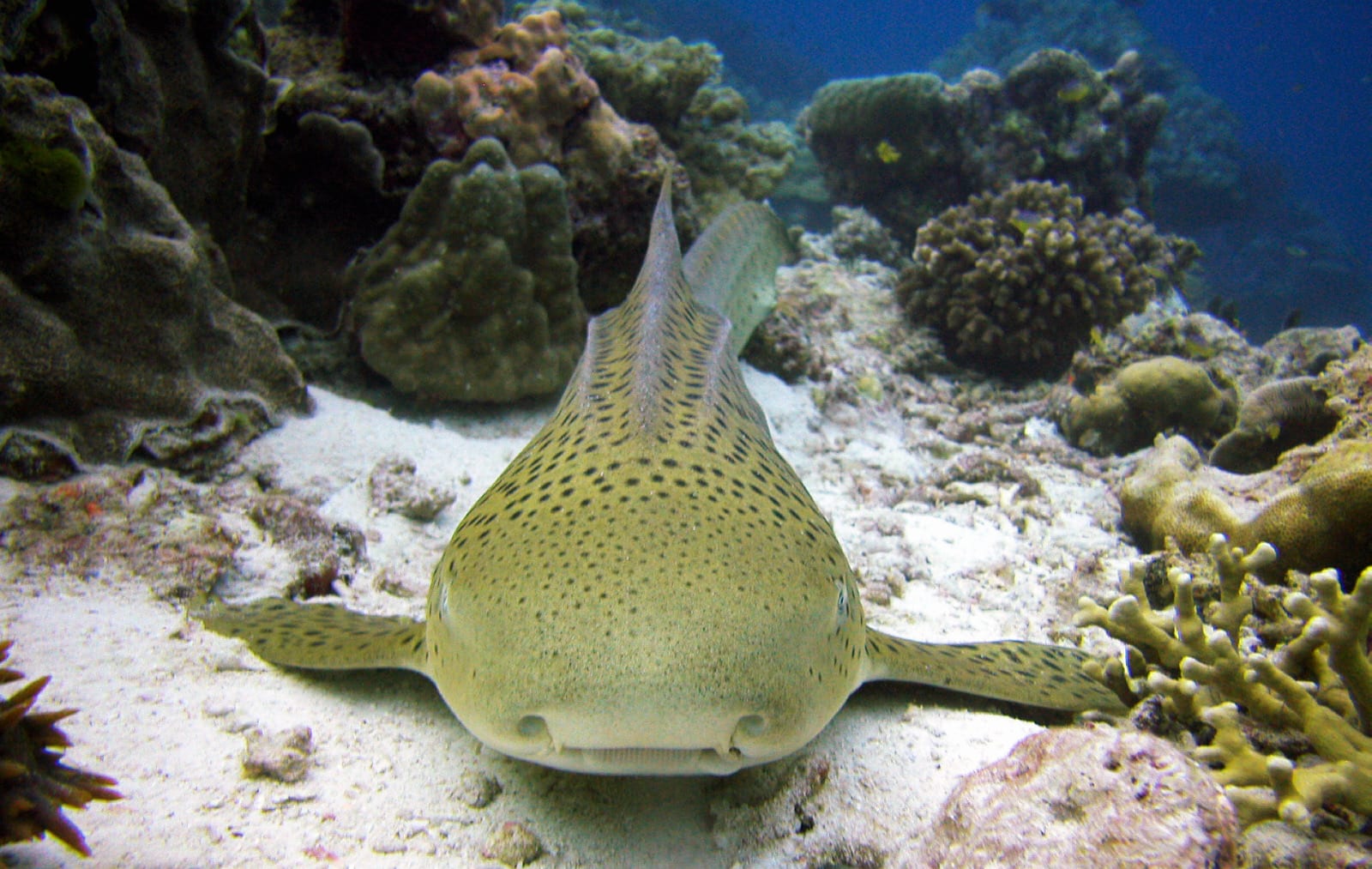 A leopard shark resting beside a tropical coral reef.