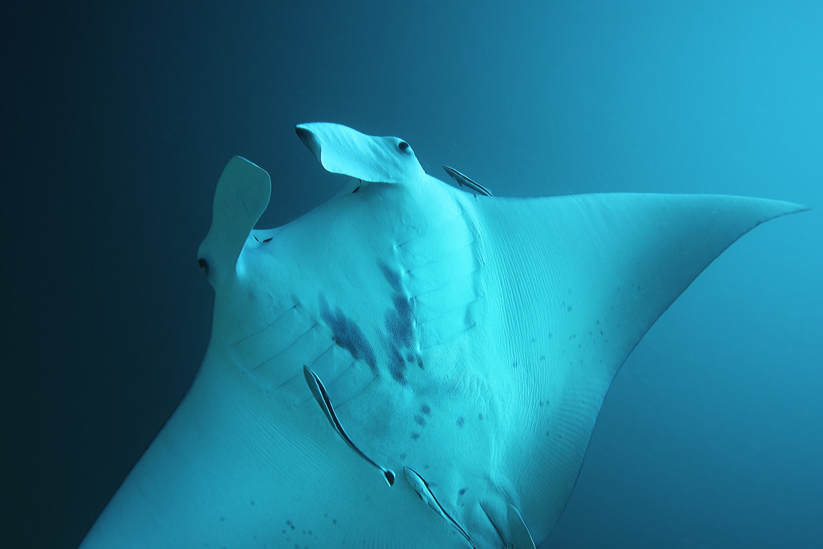 A giant oceanic manta ray gliding underwater.