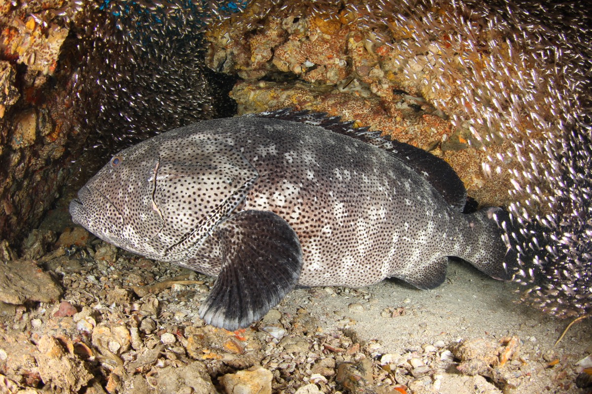 A large potato cod sheltering beside a tropical reef.