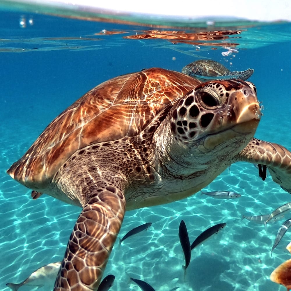 A green sea turtle swimming through clear tropical water.