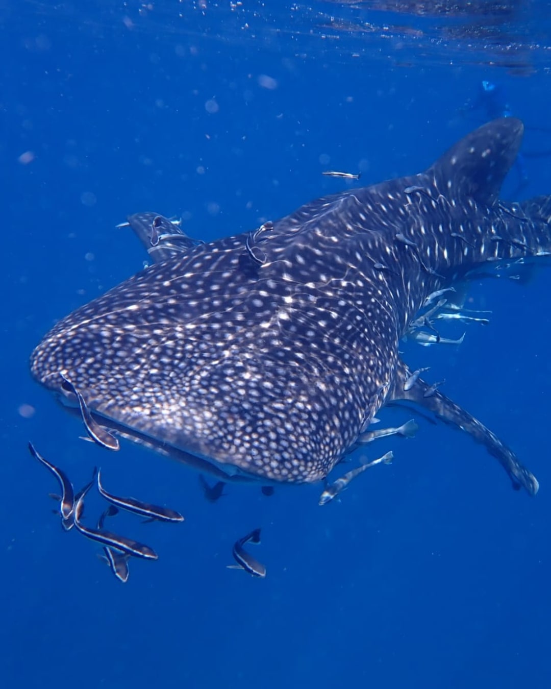 A whale shark swimming in clear blue tropical water.