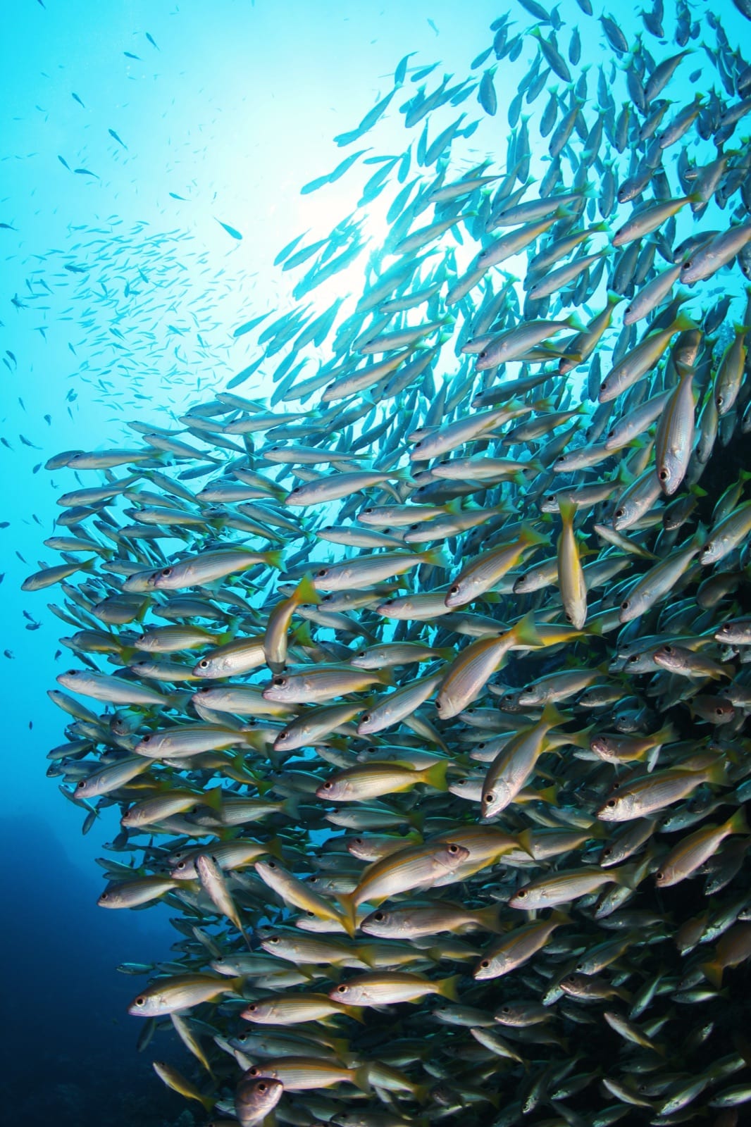 A dense school of yellow snapper in blue water.