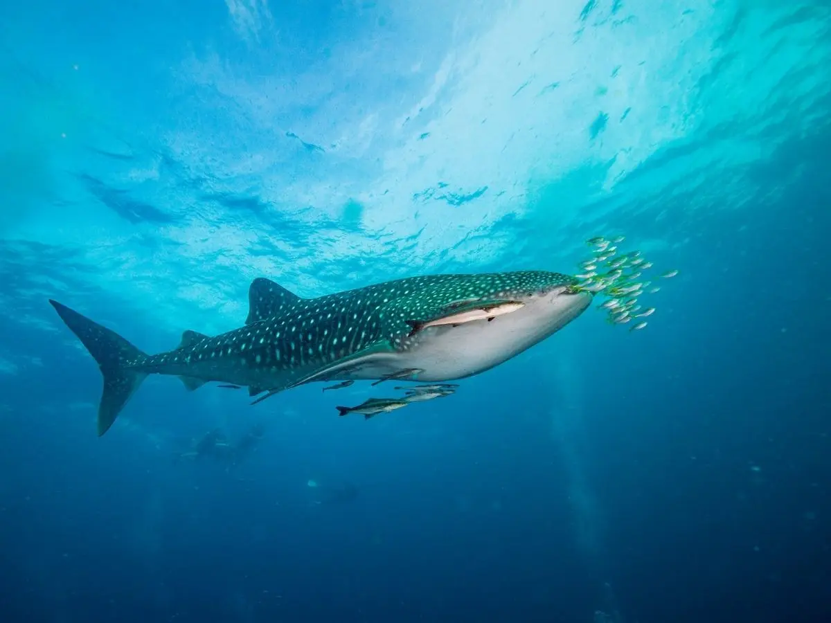 Whale shark with white spots swimming through blue water