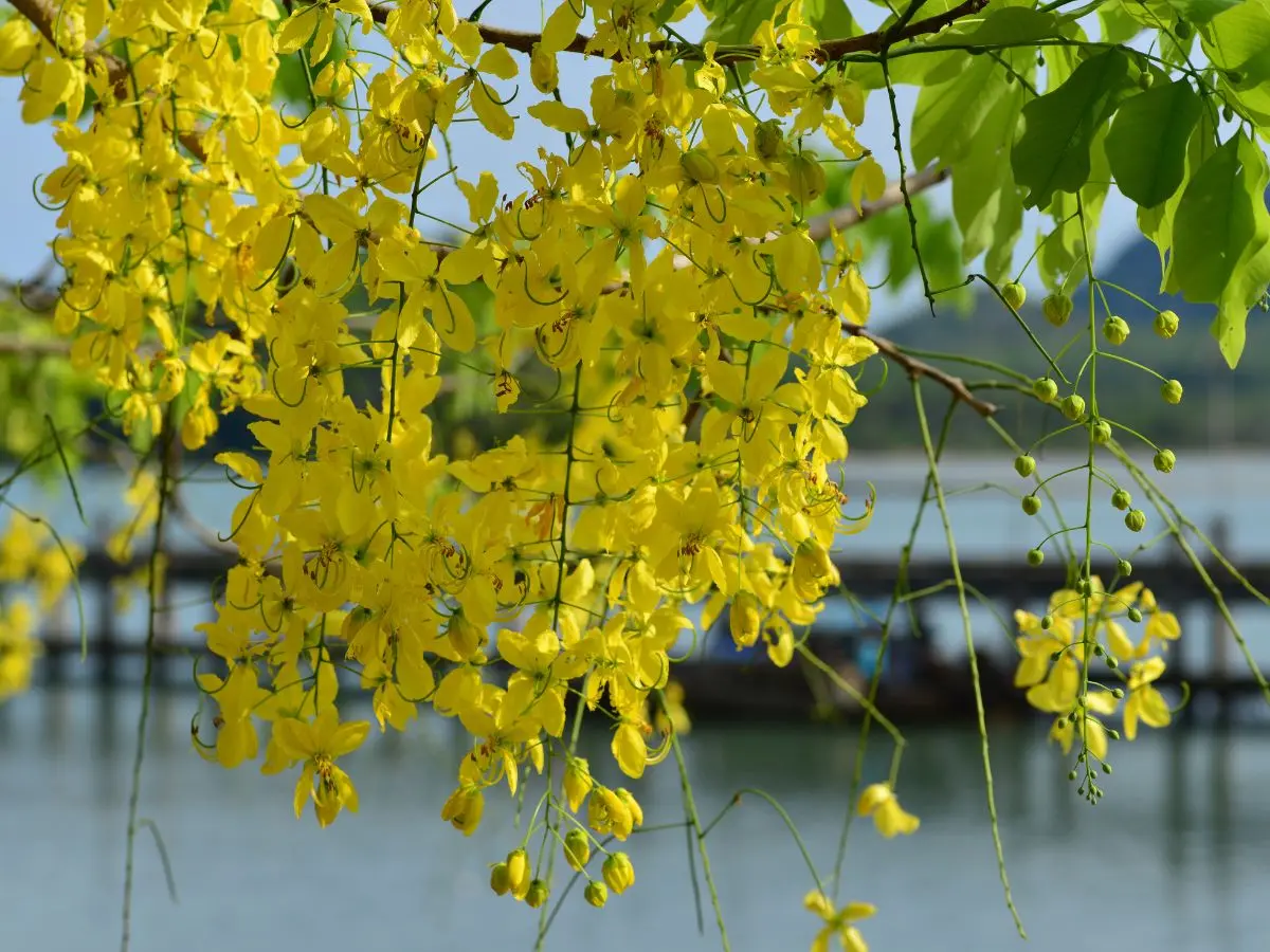 Golden Shower Tree flowers in full bloom with water in the background
