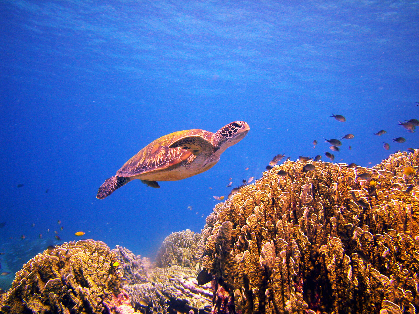 Hawksbill turtle swimming above a coral reef with fish