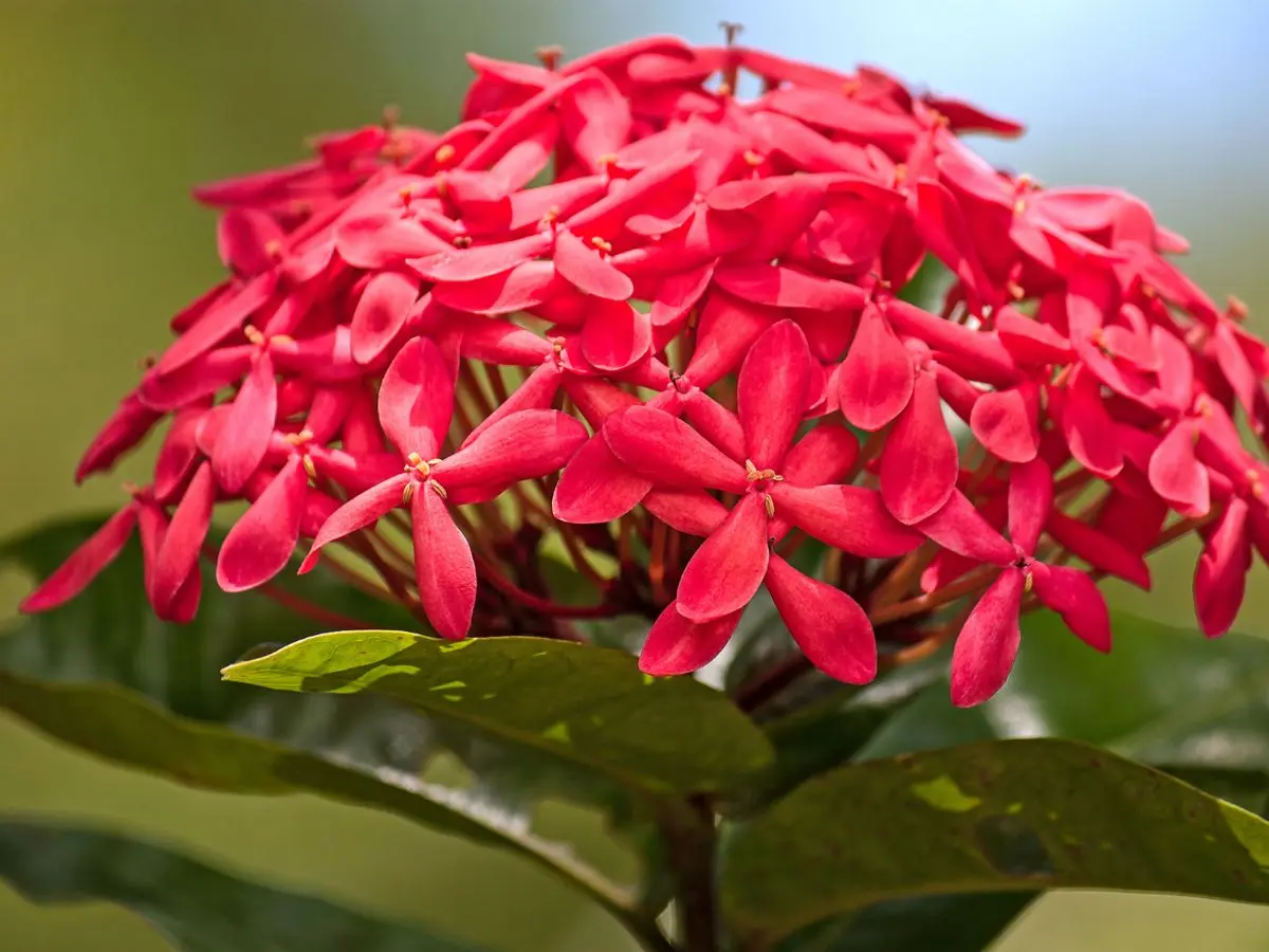 Cluster of vivid red Ixora flowers with green leaves in Thailand