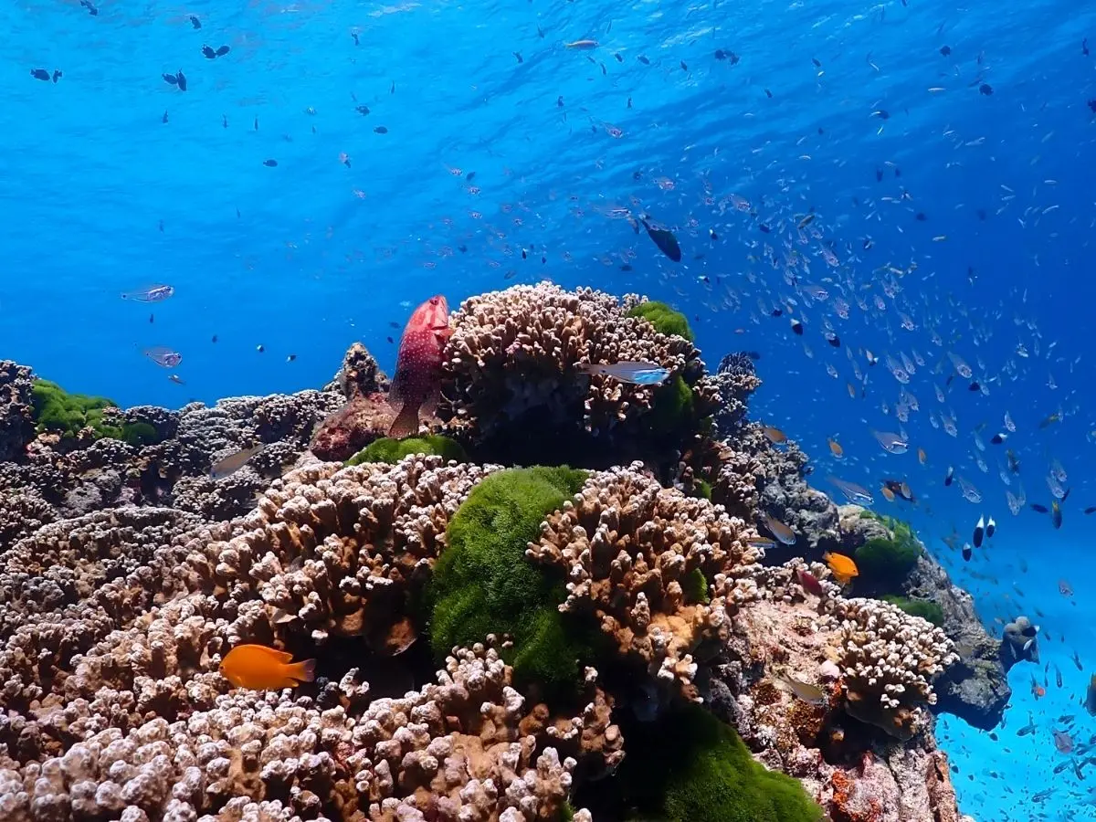 Coral reef surrounded by schooling tropical fish in clear blue water