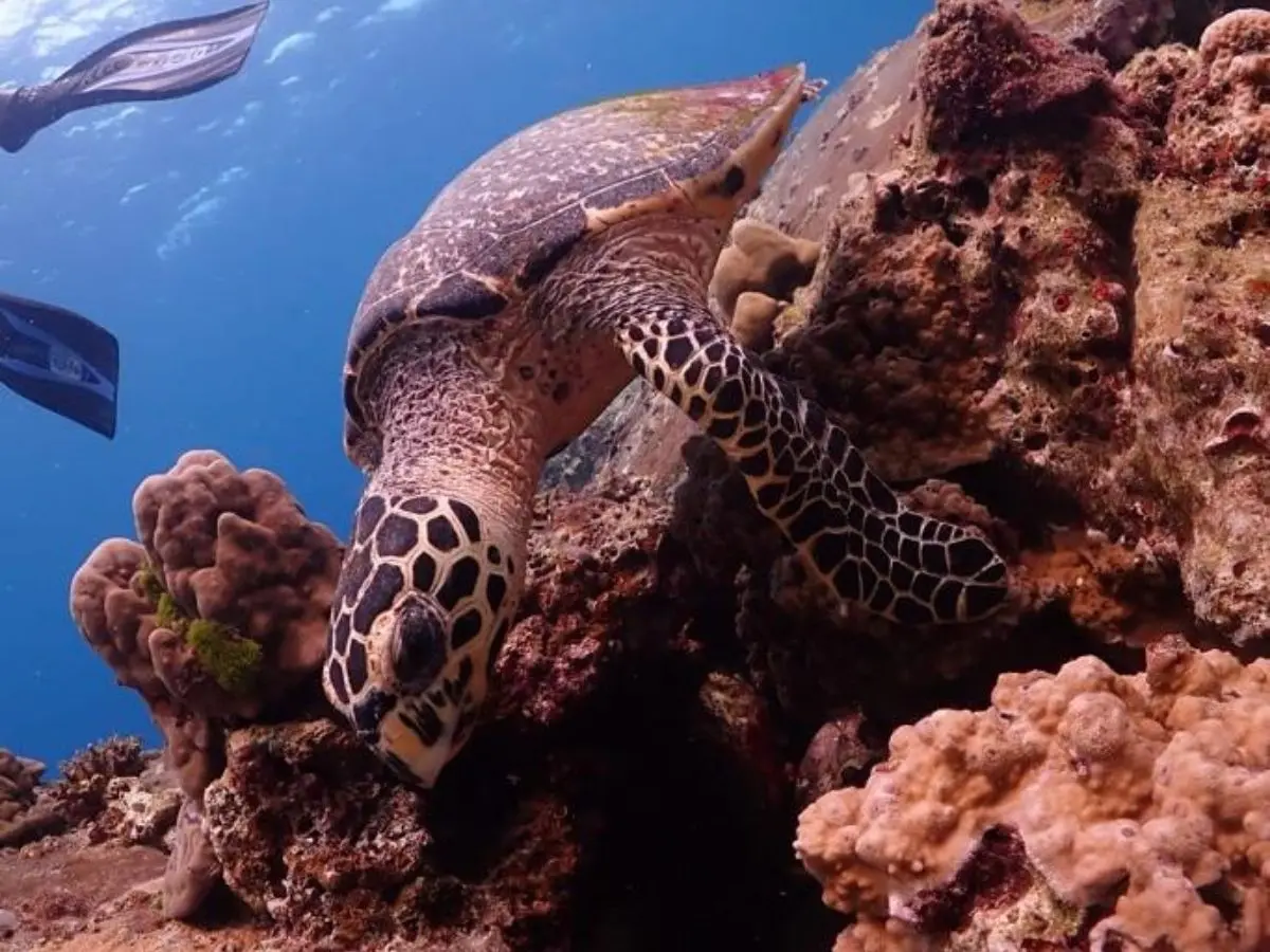 Sea turtle resting beside coral underwater