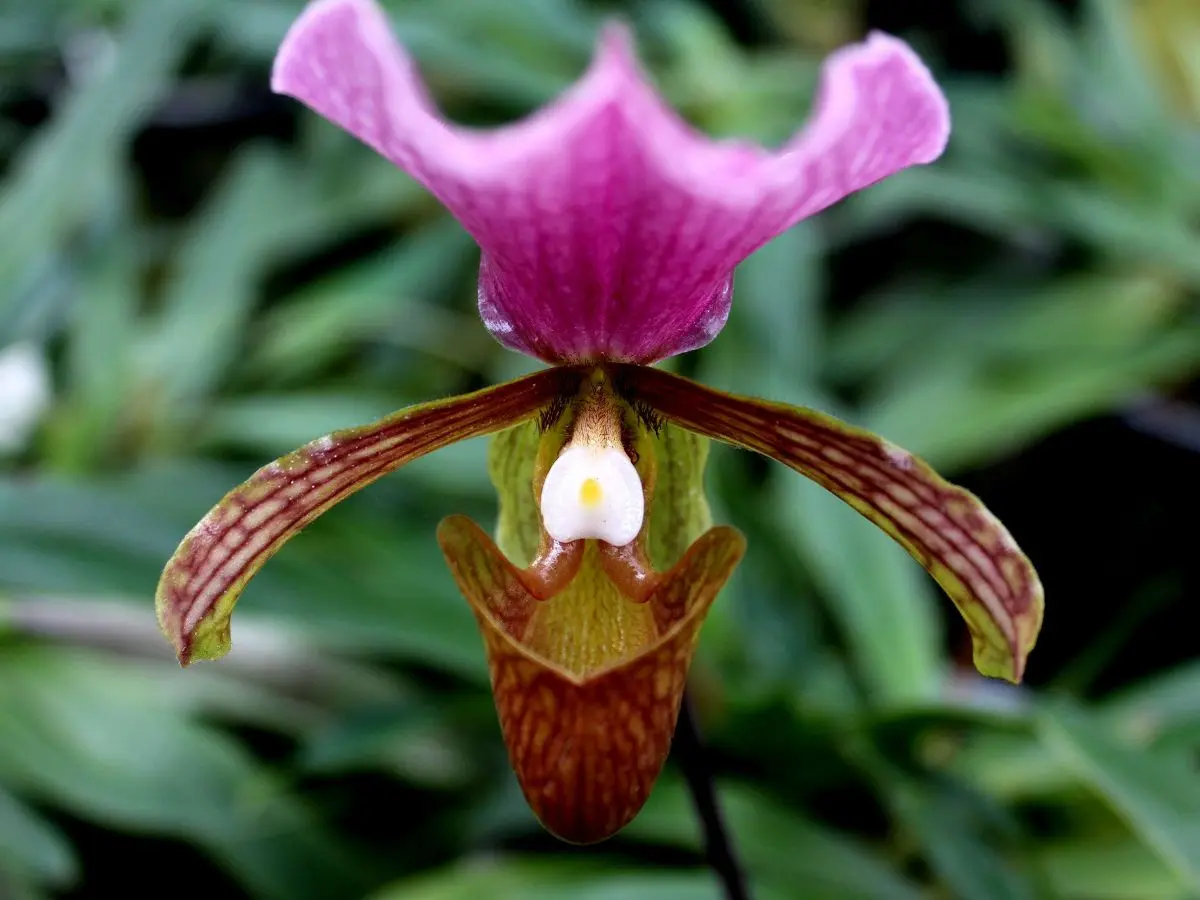 Paphiopedilum or Lady's Slipper orchid with purple and brown tones in Thailand