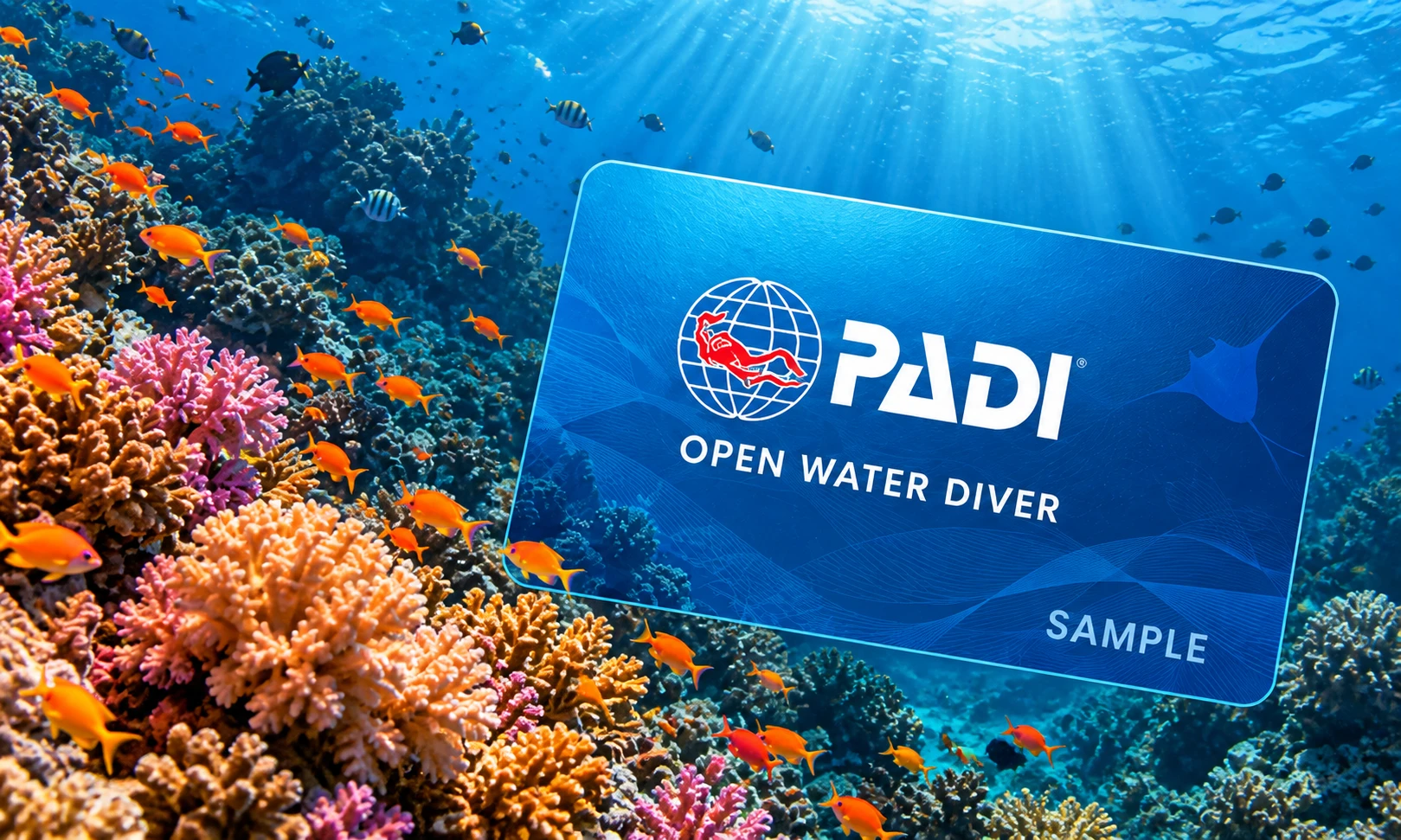 Illustration of a sample PADI Open Water Diver certification card above a colorful tropical reef