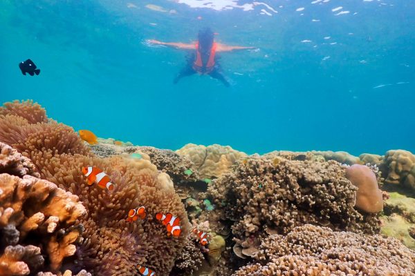 Similan Islands Snorkeling Day Trip - Snorkeling in Thailand
