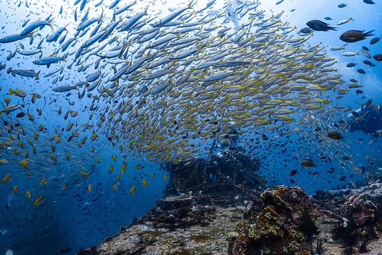 Large school of fish swimming above an underwater artificial structure