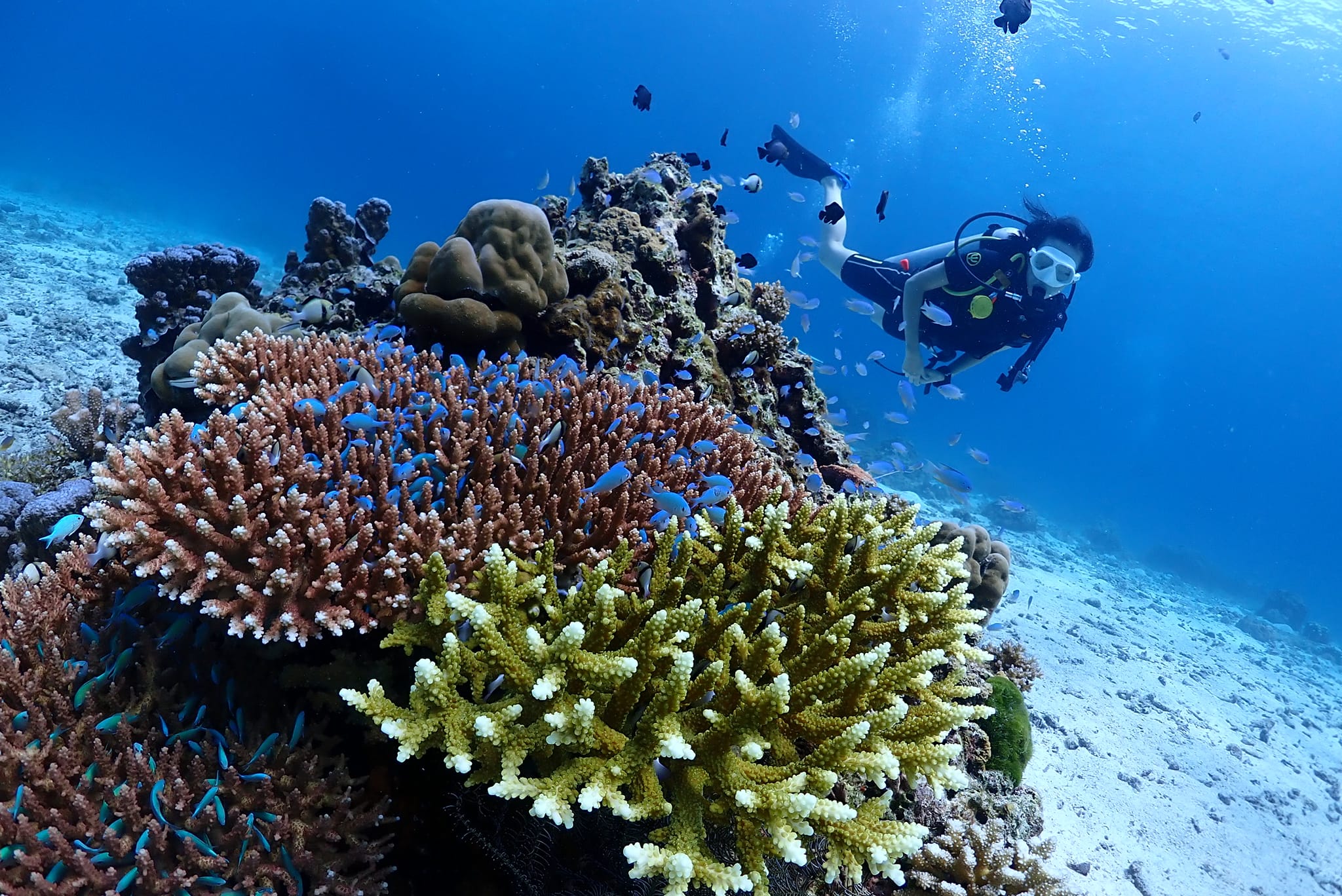 Scuba diver beside colourful hard corals in the Racha Islands